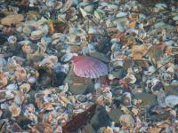 Scallop on a bed of shells